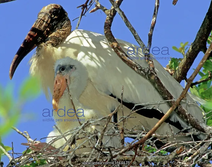 : Wood Stork in Nest with Young : Wood Stork in Nest with Young