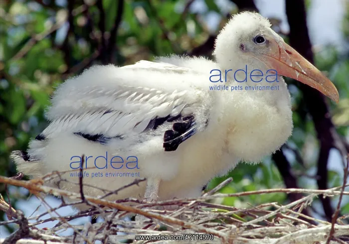 : Wood Stork Nestling : Wood Stork Nestling