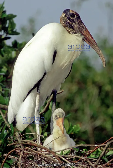 : Wood Stork with nestling : Wood Stork with nestling