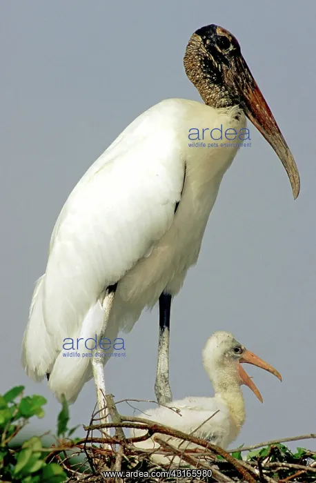 : Wood Stork with nestling : Wood Stork with nestling