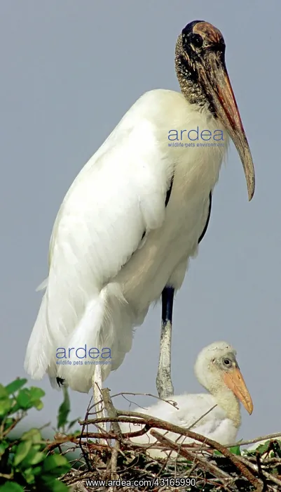 : Wood Stork with nestling : Wood Stork with nestling