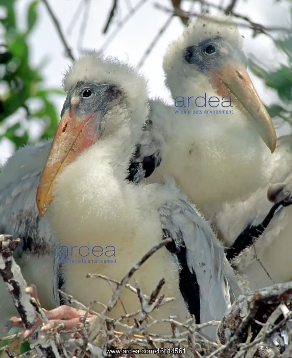 : Wood Stork Nestlings : Wood Stork Nestlings