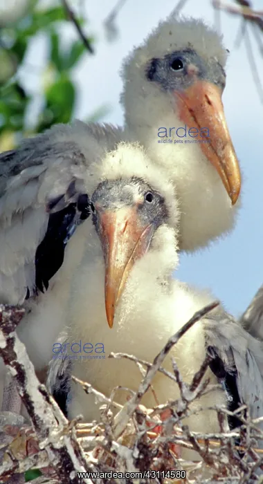 : Wood Stork Nestlings : Wood Stork Nestlings