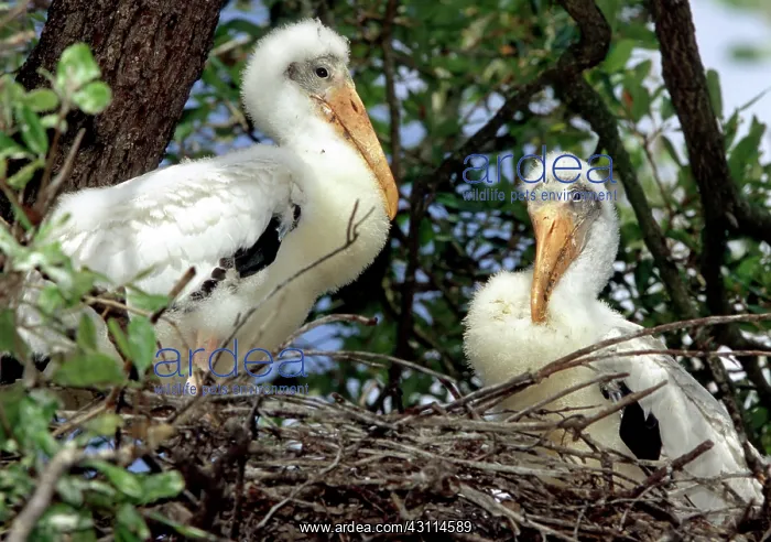 : Wood Stork Nestlings : Wood Stork Nestlings