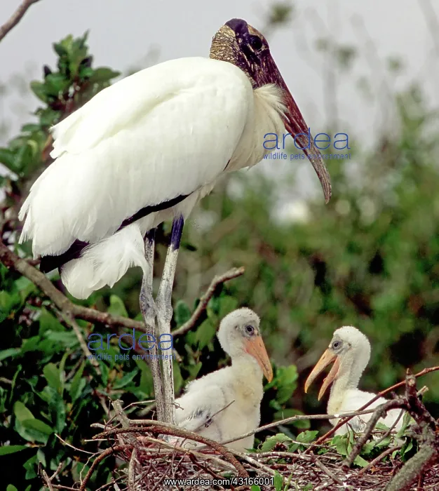 : Wood Stork with nestlings : Wood Stork with nestlings