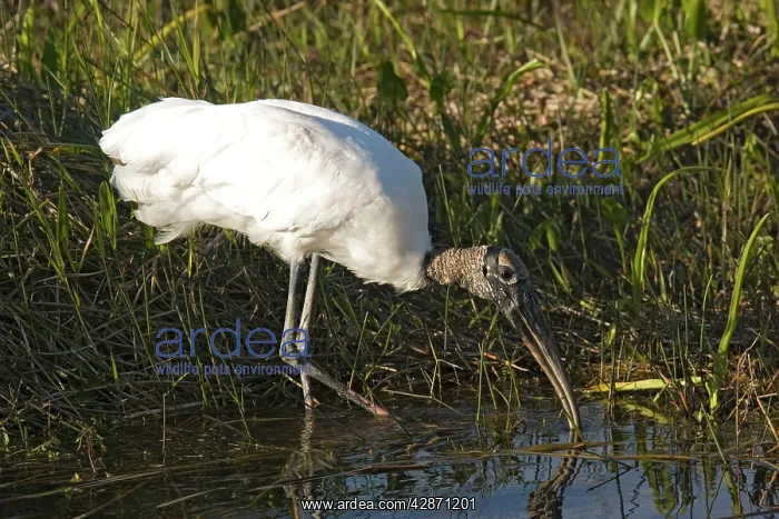 : Wood Stork - in water : Wood Stork - in water