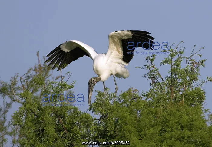 : Wood Storks : Wood Storks