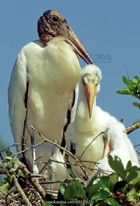 : Wood Storks : Wood Storks