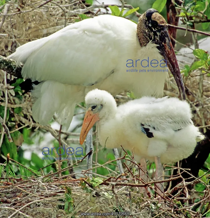  : Wood Storks