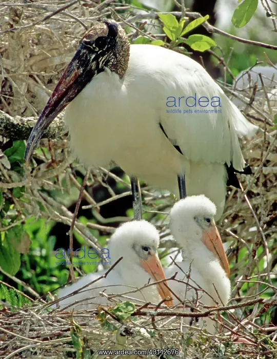  : Wood Storks