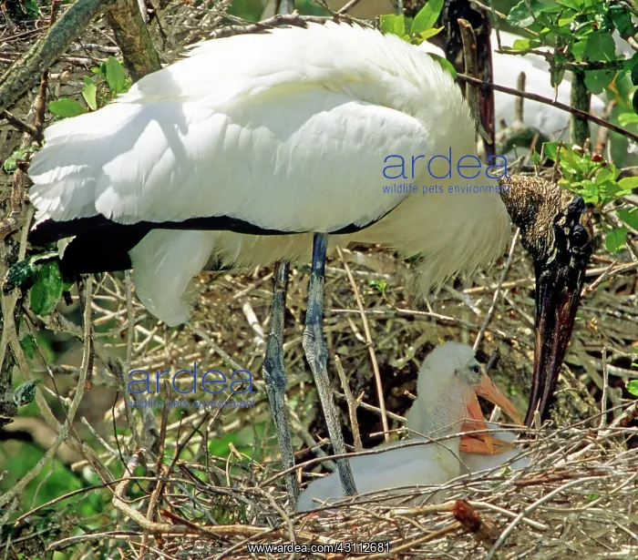 : Wood Storks : Wood Storks