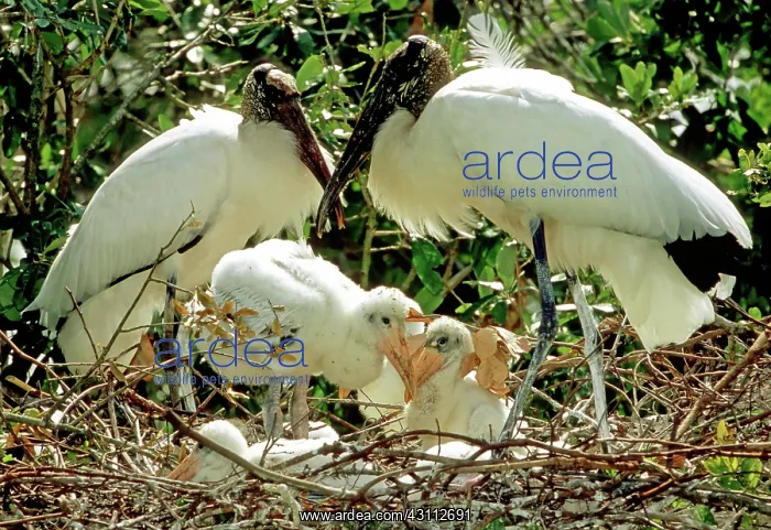 : Wood Storks : Wood Storks