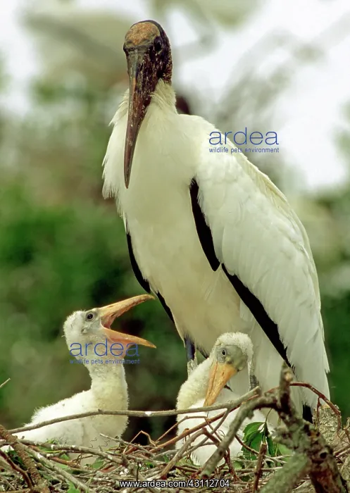 : Wood Storks : Wood Storks
