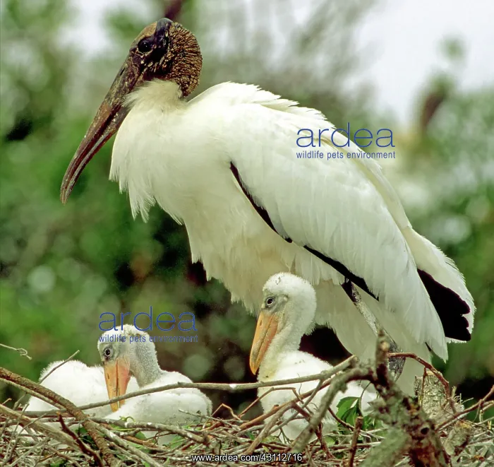 : Wood Storks : Wood Storks