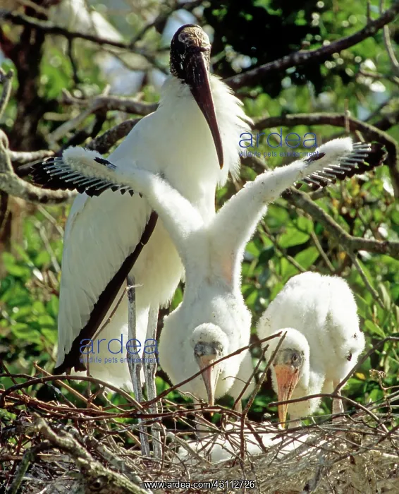 : Wood Storks : Wood Storks