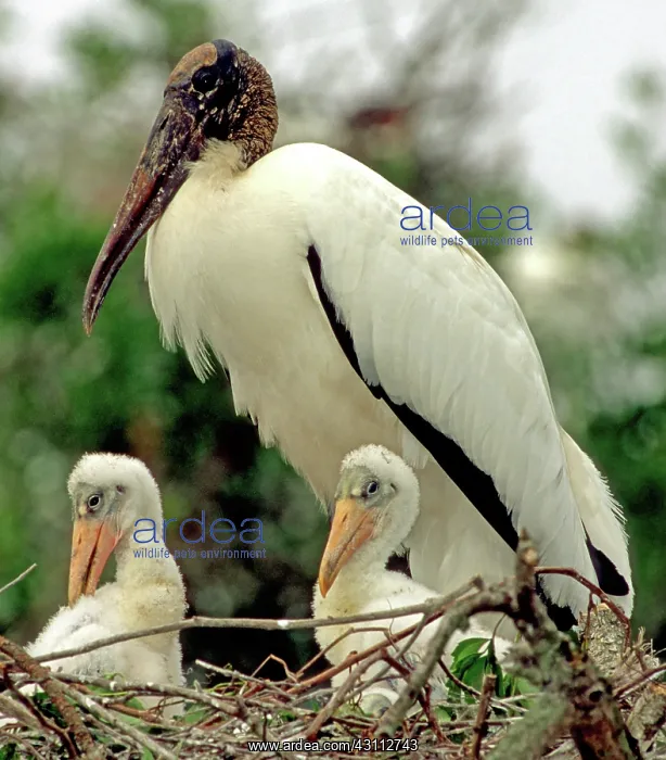 : Wood Storks : Wood Storks