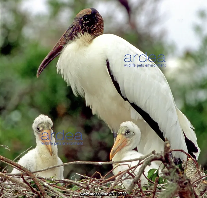 : Wood Storks : Wood Storks