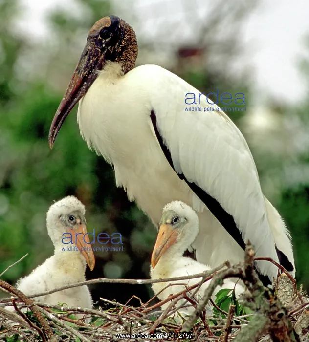 : Wood Storks : Wood Storks