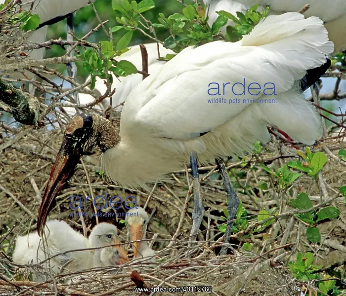: Wood Storks : Wood Storks