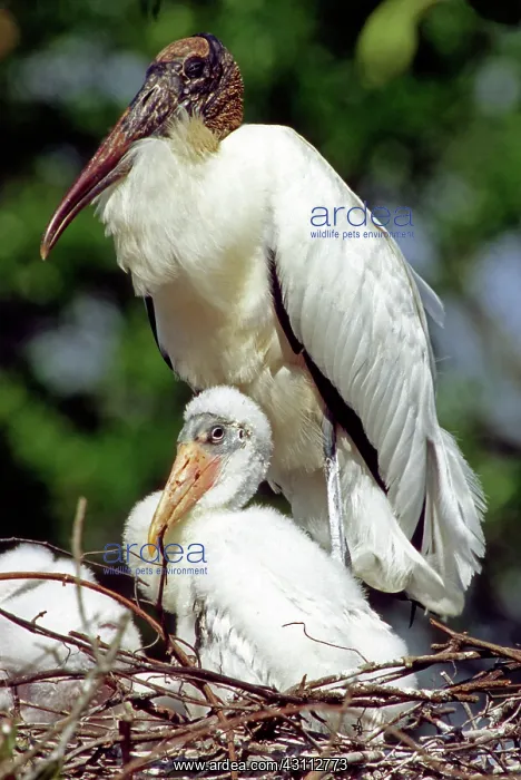: Wood Storks : Wood Storks