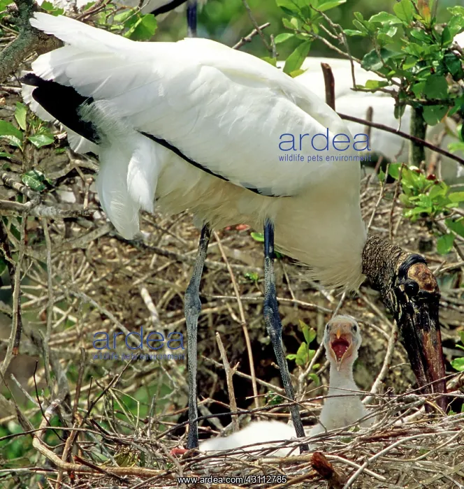 : Wood Storks : Wood Storks