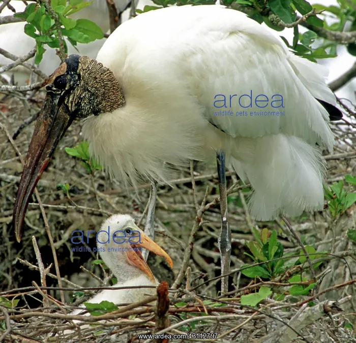 : Wood Storks : Wood Storks