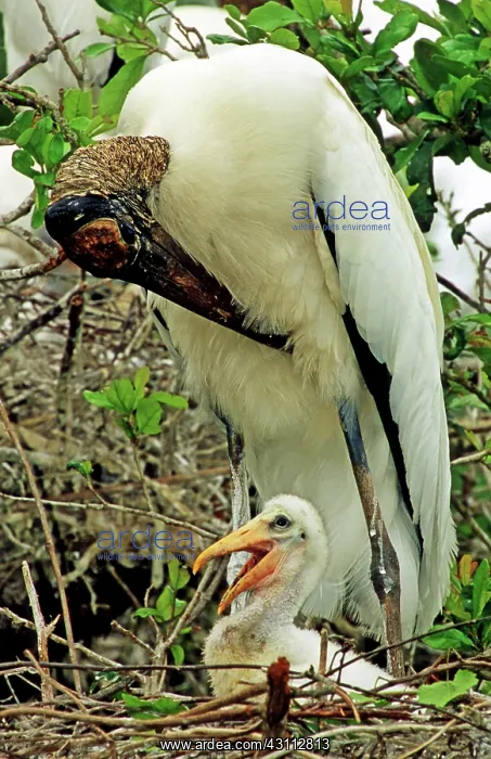 : Wood Storks : Wood Storks