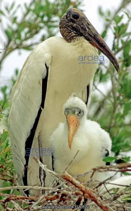 : Wood Storks : Wood Storks