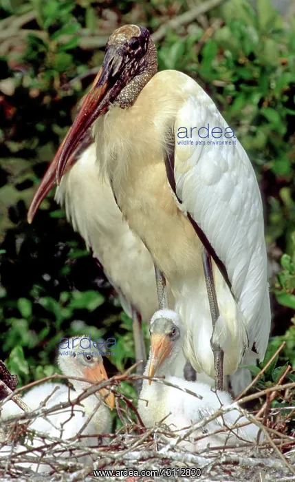 : Wood Storks : Wood Storks