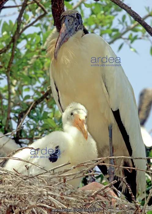 : Wood Storks : Wood Storks