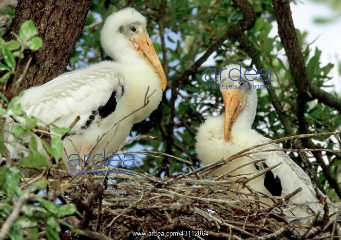: Wood Storks : Wood Storks