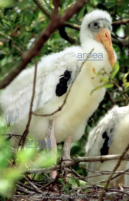 : Wood Storks : Wood Storks
