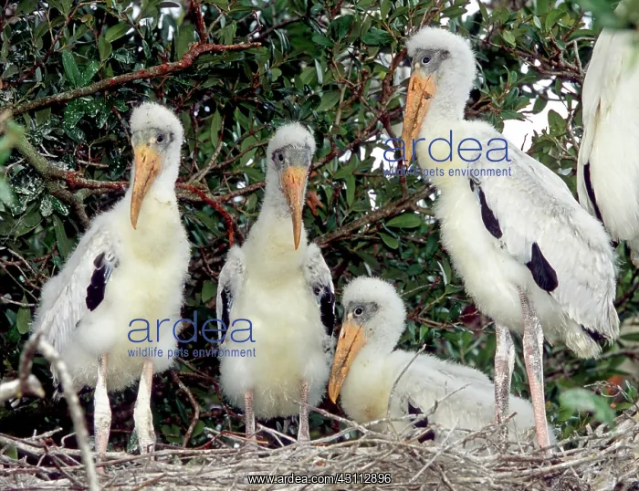 : Wood Storks : Wood Storks
