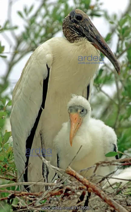 : Wood Storks : Wood Storks