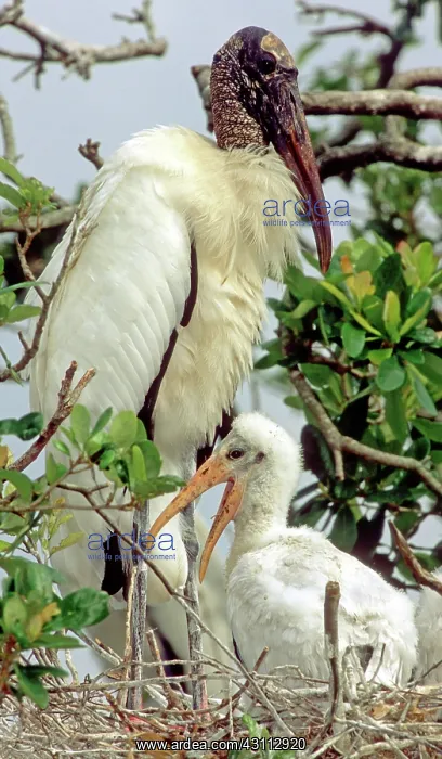 : Wood Storks : Wood Storks