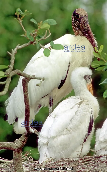 : Wood Storks : Wood Storks