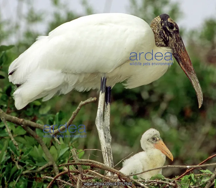 : Wood Storks : Wood Storks
