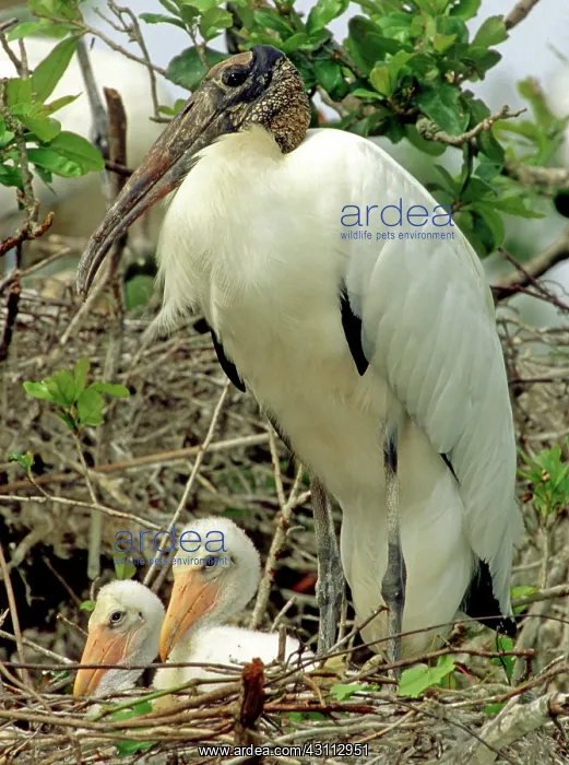 : Wood Storks : Wood Storks