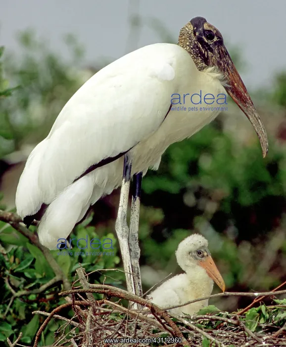 : Wood Storks : Wood Storks