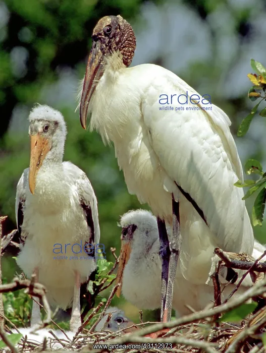 : Wood Storks : Wood Storks