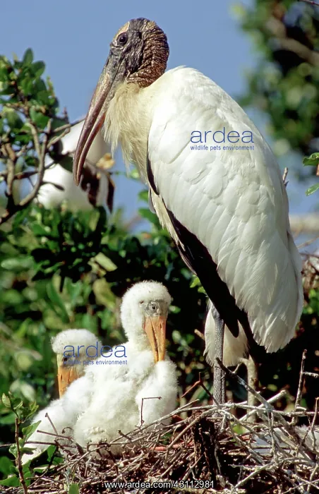 : Wood Storks : Wood Storks