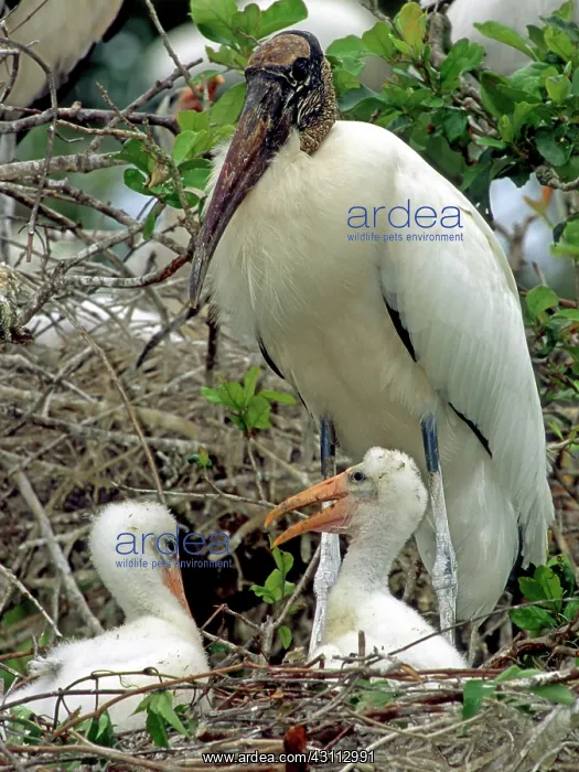 : Wood Storks : Wood Storks