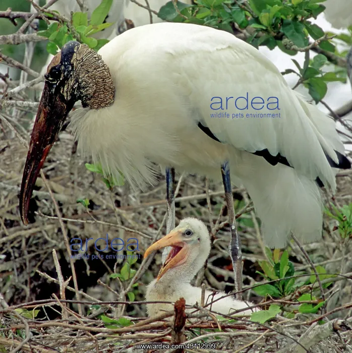 : Wood Storks : Wood Storks