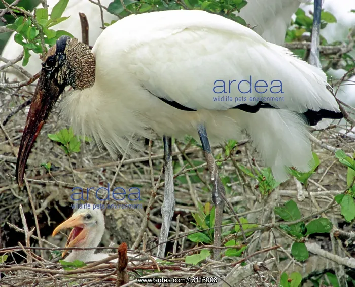 : Wood Storks : Wood Storks