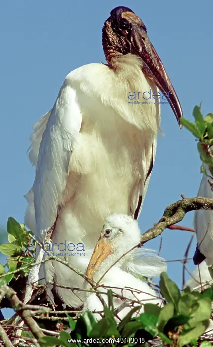 : Wood Storks : Wood Storks