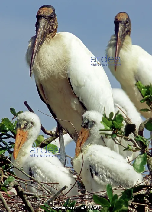: Wood Storks : Wood Storks
