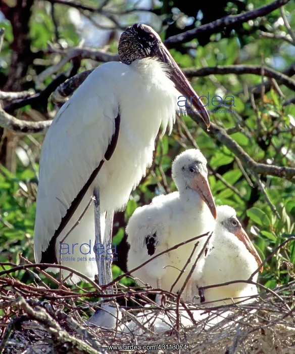 : Wood Storks : Wood Storks