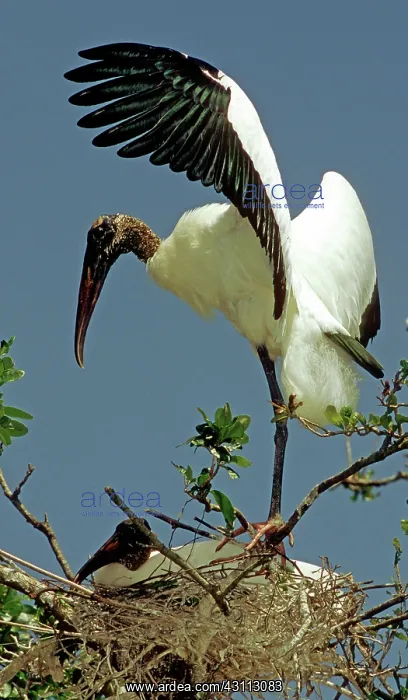  : Wood Storks