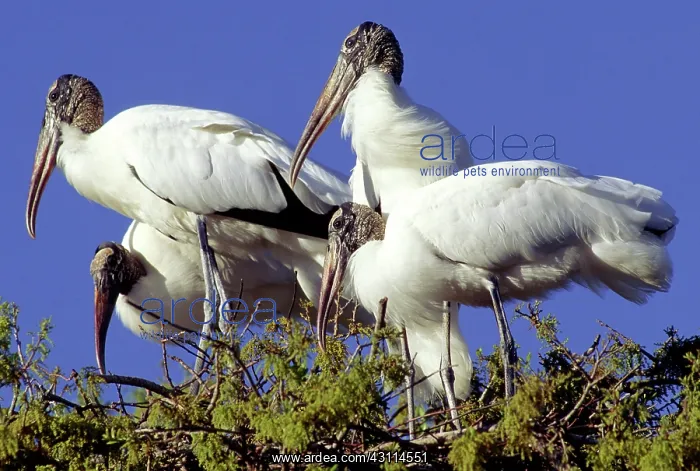: Wood Storks : Wood Storks