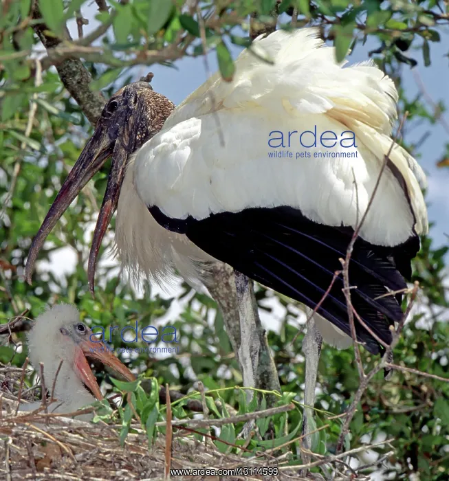 : Wood Storks : Wood Storks